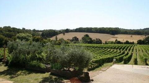 Morning Sun Vineyard - Sydney 4u 2