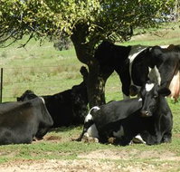 Willy's Holiday House - Accommodation Sydney