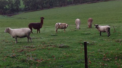 Bellevue Farmstay - Sydney 4u 6