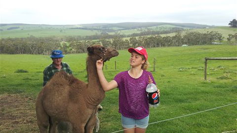 Bellevue Farmstay - Sydney 4u 8