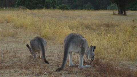 Kunala Chalet - Pinnacle Valley Resort - Accommodation Sydney 3