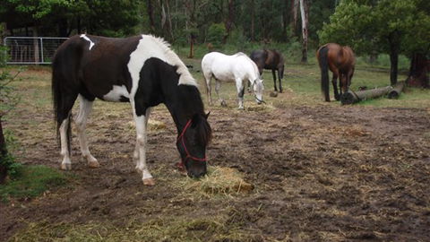 Buller Basecamp Retreat - Sydney 4u 4