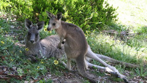 The Escarpment - Accommodation Sydney 6