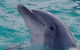 Blue Dolphin Caravan Park & Holiday Village - thumb 5