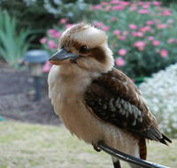 Glenbar Cottage - Accommodation Sydney