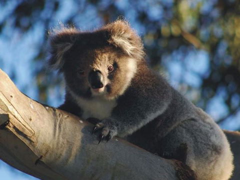 Bimbi Park Camping Under Koalas - Sydney 4u 2