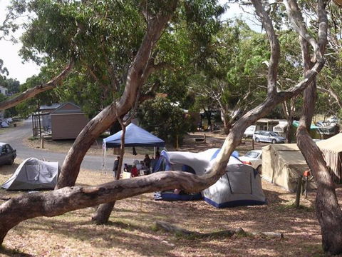 Bimbi Park Camping Under Koalas - Sydney 4u 3