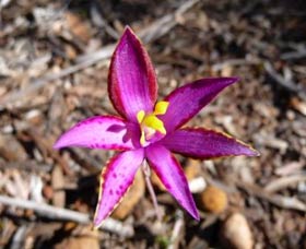 Mt Trio Bush Camp And Caravan Park - Accommodation Sydney 2