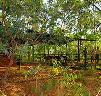 Arnhemland Barramundi Nature Lodge - Sydney 4u
