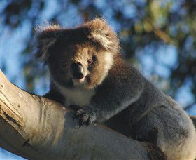 Bimbi Park Camping Under Koalas - Sydney 4u 0