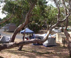 Bimbi Park Camping Under Koalas - Sydney 4u 1
