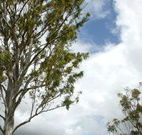 Glen Villa Resort and Tourist Park Casino - Sydney 4u