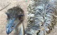 Warrawong On The Darling - Accommodation Sydney 4