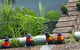 Aquajet Motel - Coffs Harbour - thumb 4