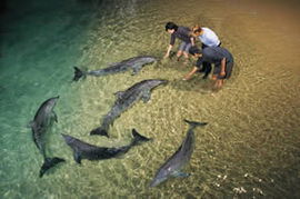 Moreton Island QLD Accommodation Sydney