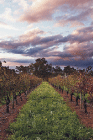 Lamonts Winery Restaurant  Gallery - Sydney 4u