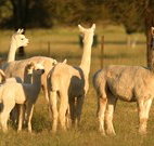 Waterfall Way Farmstay - Accommodation Sydney