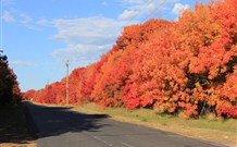 Yamba Farmstay - Accommodation Sydney 4