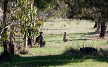 Amazing Country Escapes - Lakeview Luxury Cabins - Sydney 4u 2