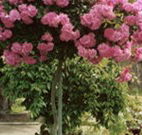 Eden Bed and Breakfast - Sydney 4u