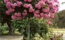 Eden Bed And Breakfast - Sydney 4u 0