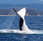 Snug Cove Bed and Breakfast - Sydney 4u
