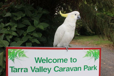 Tarra Valley Caravan Park - Sydney 4u 3