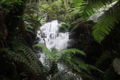Tarra Valley Caravan Park - Sydney 4u 4
