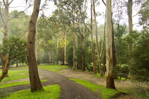 Tarra Valley Caravan Park - Sydney 4u 6