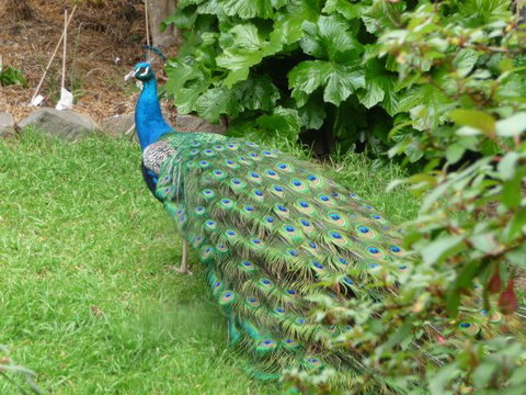 Eurambeen Historic Homestead And Gardens - Accommodation Sydney 4