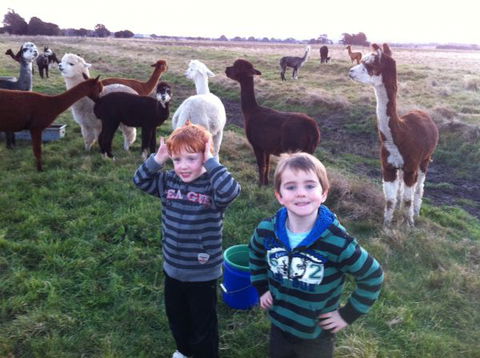 Grange Cleveland Winery Retreat - Accommodation Sydney 3