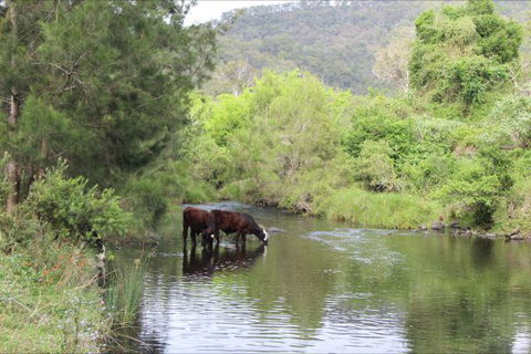 Greenlee Cottages - Accommodation Sydney 1