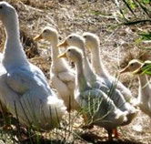 Duck Duck Goose Bed and Breakfast - Sydney 4u