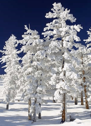 Mt Buller Apartment Management Services - Accommodation Sydney 0