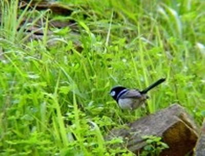 Morialta Bed And Breakfast - Sydney 4u 0