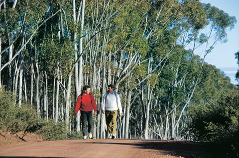 Congelin Camp At Dryandra Woodland - Sydney 4u 0