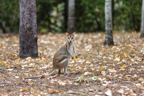 Carnarvon National Park Camping - Sydney 4u 2