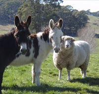 Avaleigh Elms Farmstay - Sydney 4u