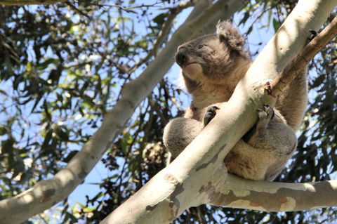 Harmony At Tower Hill - Sydney 4u 7