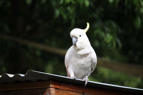 Jamieson Caravan Park - Sydney 4u 2