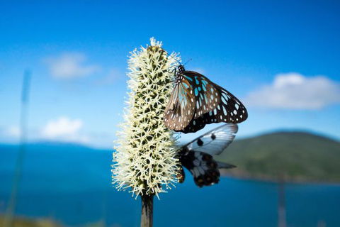 Keswick Island Camping And Glamping - Accommodation Sydney 7