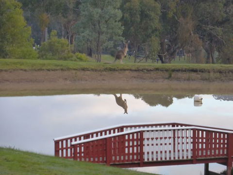 The Black Sparrow - Accommodation Sydney 3