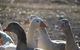 Goat Rock Camping Ground And Tourist Park - thumb 8
