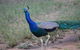 Goat Rock Camping Ground And Tourist Park - thumb 9