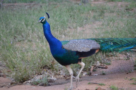 Goat Rock Camping Ground And Tourist Park - Sydney 4u 9