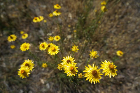 Highfield Farm And Woodland Bush Campsites - Accommodation Sydney 3