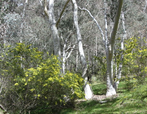 Highfield Farm And Woodland Bush Campsites - Accommodation Sydney 4