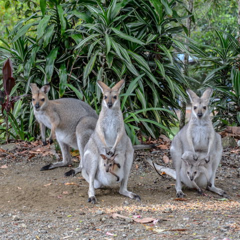 Maleny Country Cottages - Sydney 4u 9