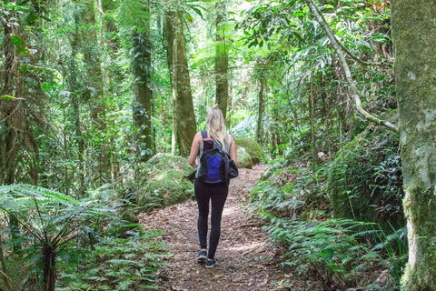 O'Reilly's Rainforest Retreat - Sydney 4u 5