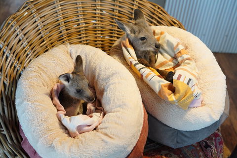 Tiandi Wildlife Sanctuary Farm Stay - Jambalaya Cottage - Sydney 4u 9
